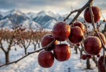 "سودآوری میلیاردی با کاشت نهال عناب اوکراینی؛ الماس سرخ مناطق سردسیر"